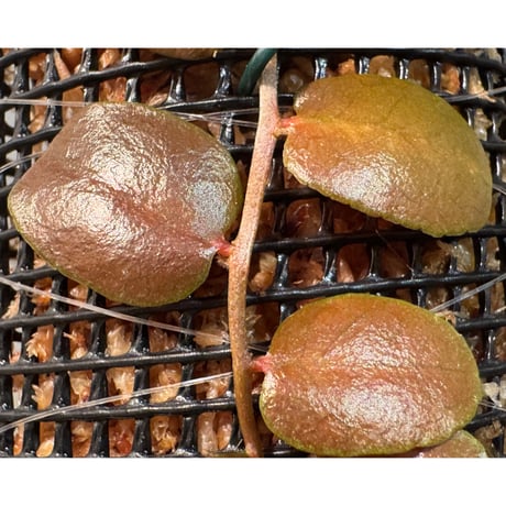 Marcgravia sp. from Tarapoto Peru