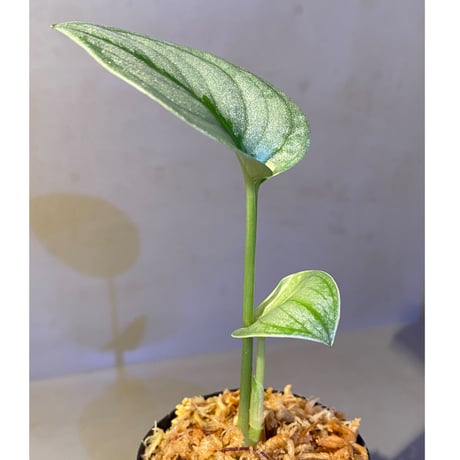 Scindapsus sp. from Kapuas hulu