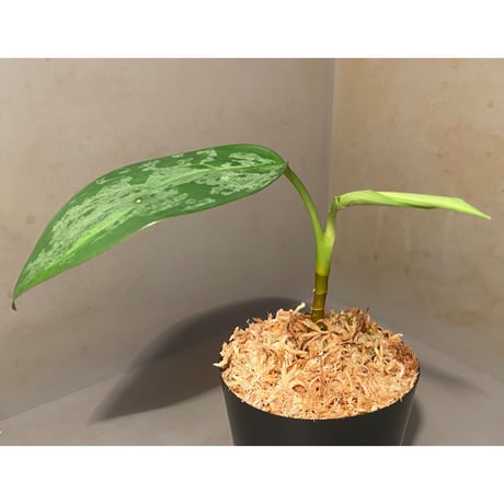 Aglaonema pumilum from Sangkhlaburi Thailand
