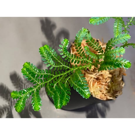 Selaginella willdenowii 伊藤蟻植物農園