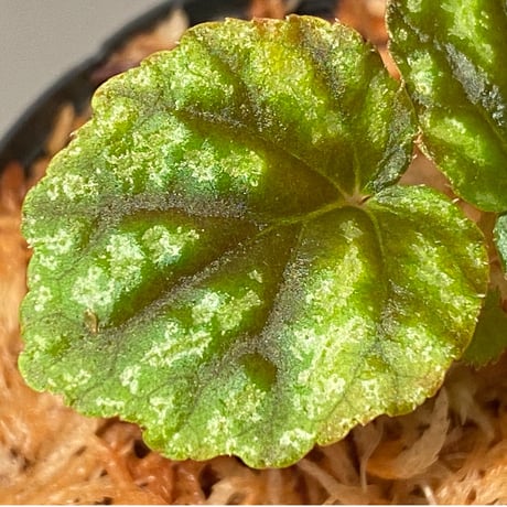 Begonia tenuifolia from Sukasada Bali [S0320-02] 伊藤蟻植物農園