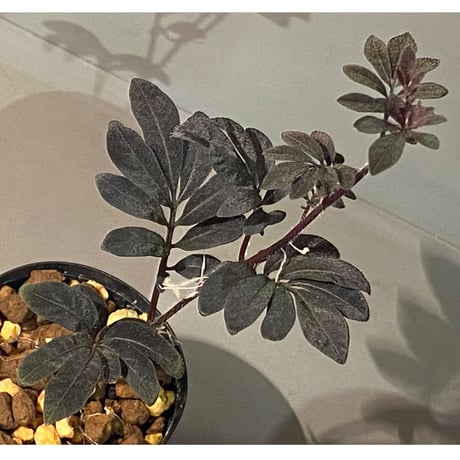 Solanum uleanum