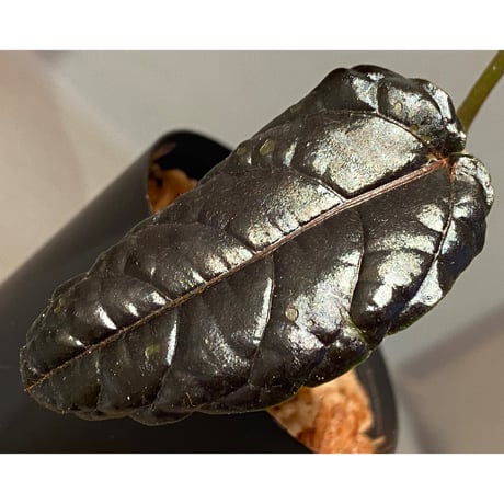 Pterisanthes sp. from Sidikalang [R0817-01c]