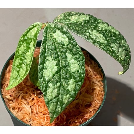 Elatostema sp. (Sri Lanka?)
