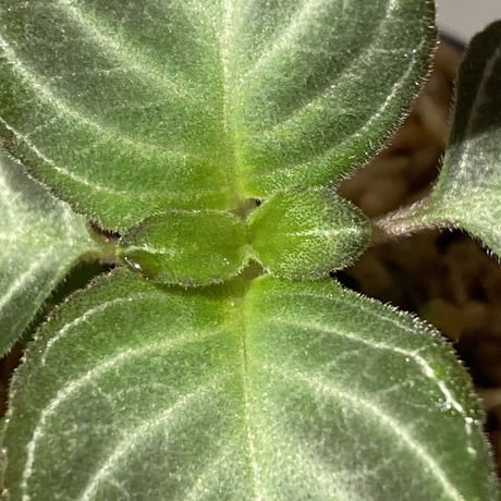 Gesneriaceae gen. from Kalimantan Barat