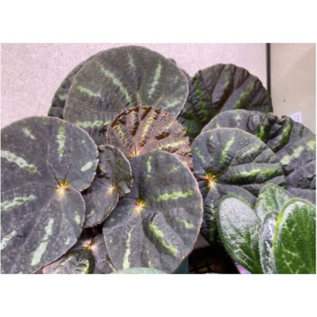 Begonia sp. from Cao Bang [YH251019] TK