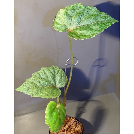 Begonia sp. from Ha Noi [TK140617]