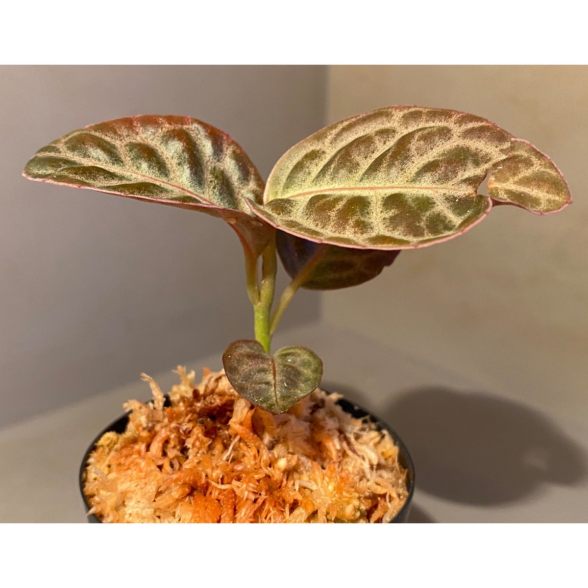 Pof］Ardisia sp. Turtle Back アルディシア・タートルバック - 観葉植物