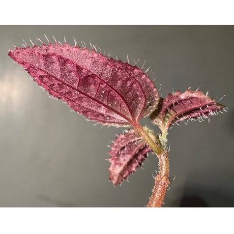 Sonerila sp. from Landak West Kalimantan