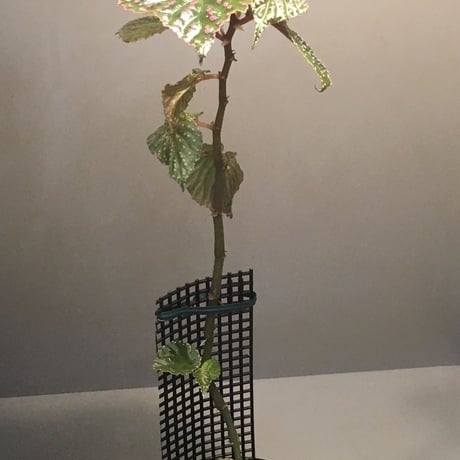 Begonia sp. from Saripoi [LA0813-2]