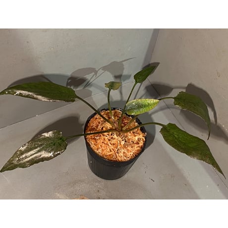 Cryptocoryne xagusii [TB]