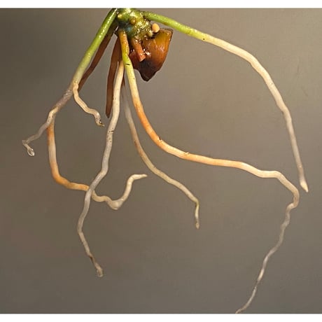 Aglaonema pictum A しるば〜らいん from Aceh sumatera [LA0217-04]