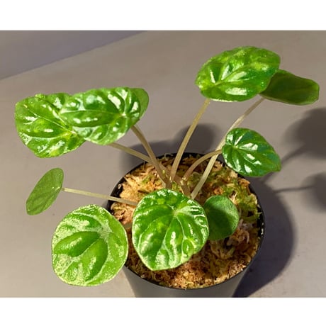 Peperomia meridiana from Ecuador [tanakay]