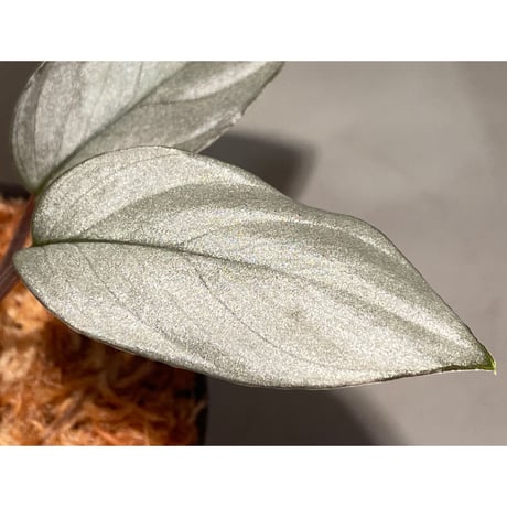 Homalomena sp. "Platinum Velvet" from Kepulauan Riau [KN] ③