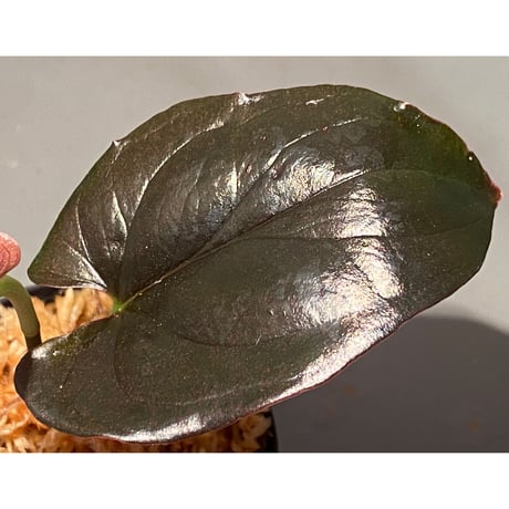 Syngonium sp. from Choco Colombia [tanakay]