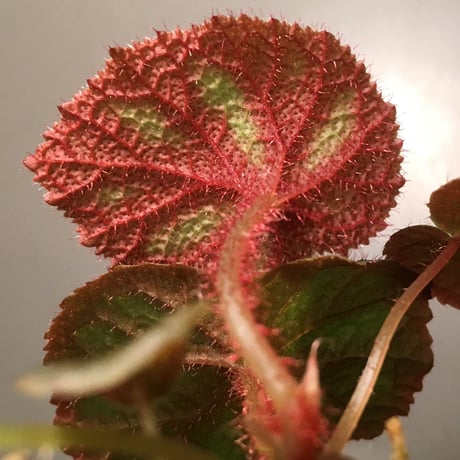 Begonia Versicolor from Chinese