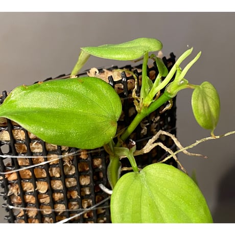 Philodendron sp. from Iquitos Peru [tanakay]