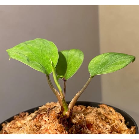 Homalomena sp. from Ranau [TK210217]