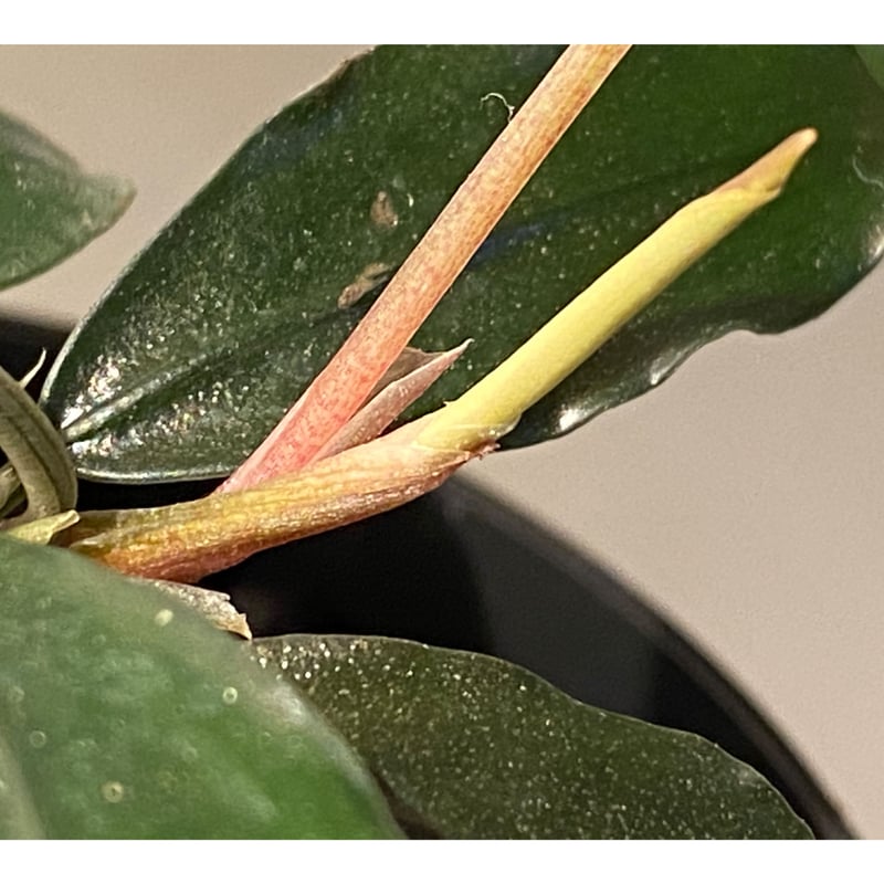 【TB便】Bucephalandra sp.\"Nanga mahap\" TB便】Bucephalandra sp.