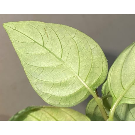 Gymnostachyum sp. "type C" from Aceh Selatan [HW0816-02]