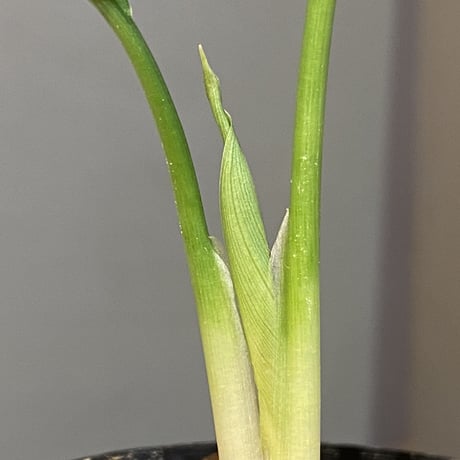 Homalomena sp. from Kuala Balah [TK270316]