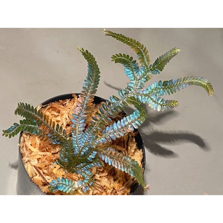 Selaginella sp. from Kapuas hulu Kalimantan barat ①