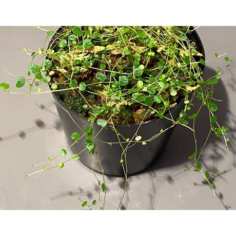 Pepeperomia emarginella from Colombia [LA0316-03]