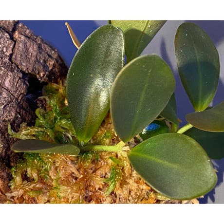 Pachycentria glauca