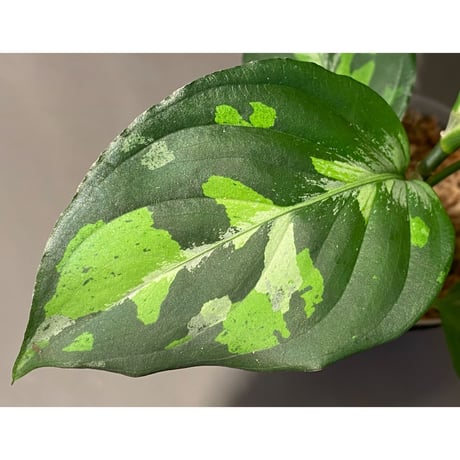 Aglaonema pictum "Blue Nias" from Pulau Nias [AZ0912-3.5]