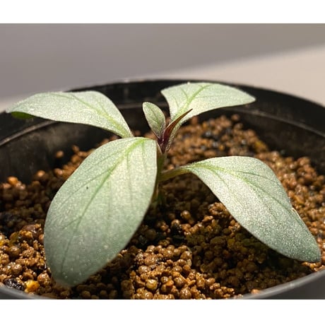 Acanthaceae gen. from Laos [LA]