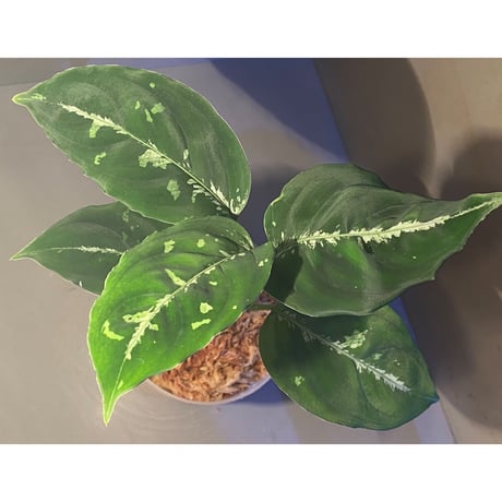 Aglaonema pictum "草わるん18" BNN from Sibolga utara [AZ0918-2a]