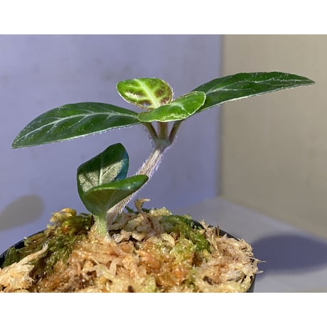 Gesneria sp. "Nanga pinoh" Kab. Melawi [TB]