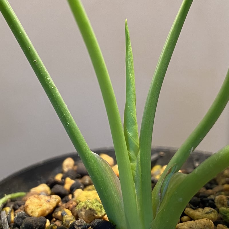 その他観葉植物 Homalomena sp SP Aceh collection Homalomena sp. 