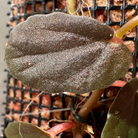 Pellionia sp. from Binh Dinh Vietnam