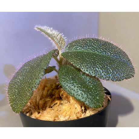 Ardisia mamillata from South China