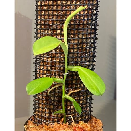 Epipremnum sp. from Khlong Yai Trat Thailand