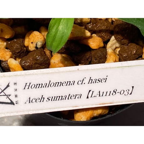 Homalomena cf. hasei from Aceh sumatera [LA1118-03]