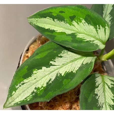 Aglaonema pictum "マルチカラー白玉" D.F.S from Sumatera barat [AZ0912-1]