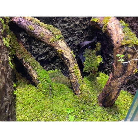 Moss from Ipoh State Malaysia