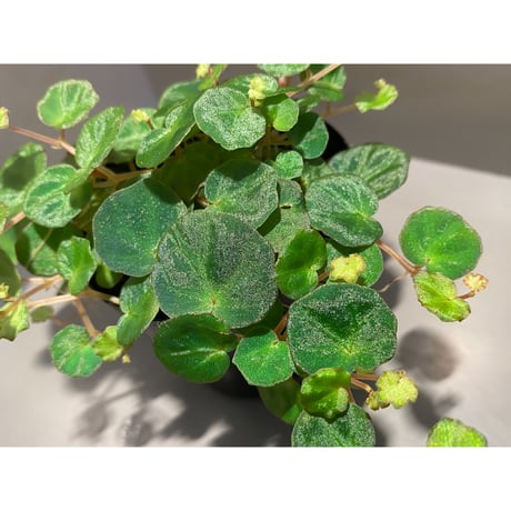 Begonia lichenora (sp.Mini) from Kalimantan Sarawak border [LA]