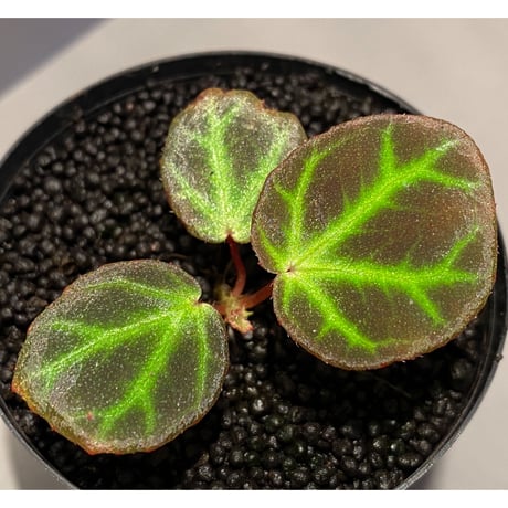 Begonia sp. from Aceh [LA]