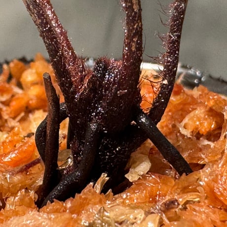 Pleurosoriopsis sp. (?) from Sulawesi