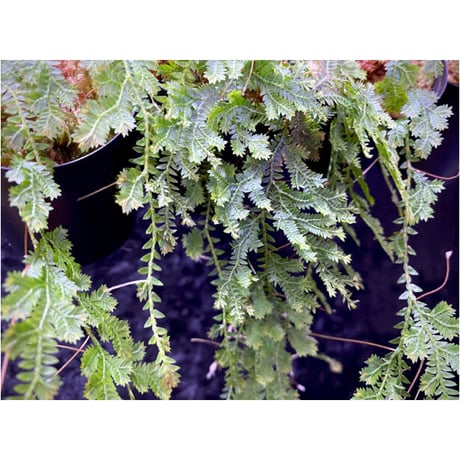 Selaginella sp. from Iquitos Peru [tanakay]