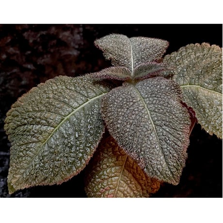 Cyrtandra sp. from Sabah [R0515-01a]