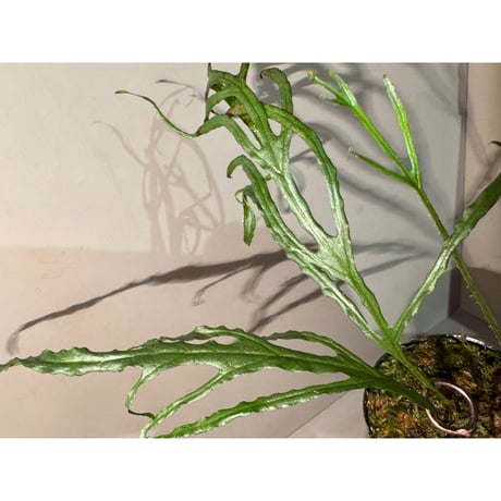 Microsorium sp. from Saripoi [LA0515-02]