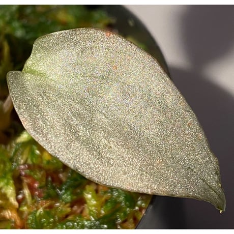 (3芽) Homalomena sp. "Shirogane" SRP from Pulau Lingga[HW1017-XX]
