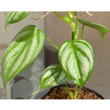 Philodendron sp. from Ecuador