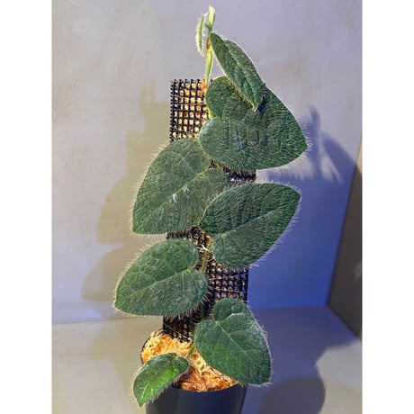 Ficus sp. from Selangor