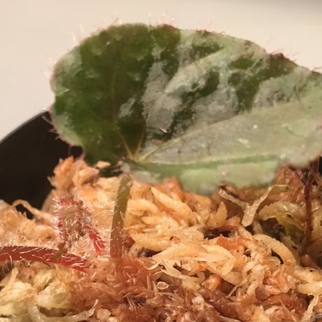 Begonia masoniana from China