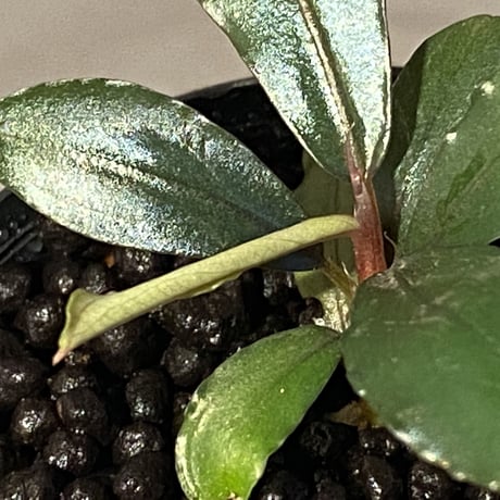 Bucephalandra sp. "Apple-Leaf" from Kota Baru Timur-1 [AZ0311-11]